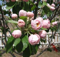 Rosy crabapple flowers