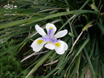 Peacock flower or fortnight lily