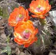 Orange-red flowers of spiny claret cup