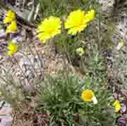 Yellow angelina daisy flowers