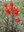 Indian-paintbrush-web.jpg