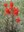 Indian-paintbrush-web.jpg