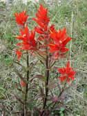 Indian-paintbrush-web.jpg