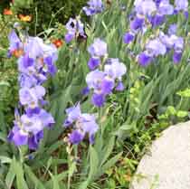 Iris flowers