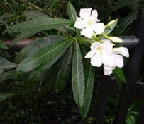 Oleander with white flowers