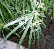 Papyrus with teeny tiny flowers