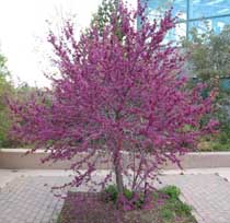 Purplish blooms of western redbud