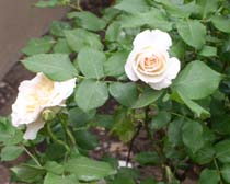 Cultivated roses