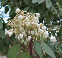 Texas madrone white flowers