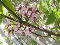 Closeup of Texas buckeye with pink flowers