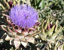 artichokeweb2_000.jpg