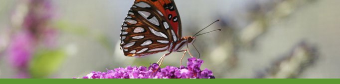 butterfly at the garden