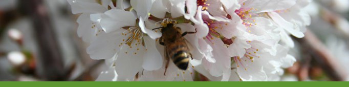 Banner bee and flower