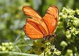 bg_butterfly2.jpg bg_butterfly2.jpg