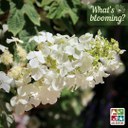 blooming-8.jpg