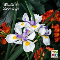 blooming African iris