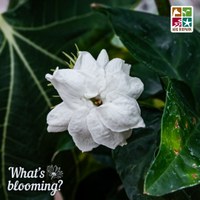 blooming Arabian jasmine