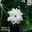 blooming Arabian jasmine