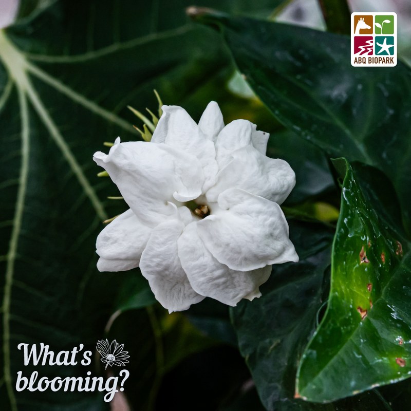 blooming Arabian jasmine