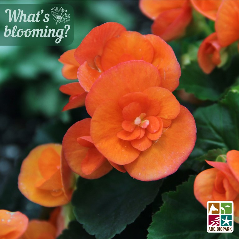 blooming-begonia.jpg