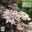 blooming--black-elder-.jpg