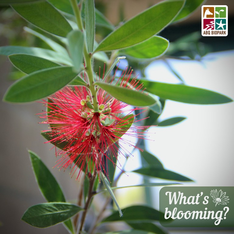 blooming- bottlebrush.jpg