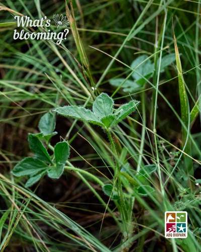 Seeding Chihuahuan scurfpea A photo focusing on three stems of a Chihuahuan scurfpea plant with their hairy leaves fanning out like an umbrella top at the end, nestled amongst taller grasses after rain. The "What's blooming?" logo is in a complimentary pale green in the top left corner, while the four-squared ABQ BioPark logo in color is in the bottom right
