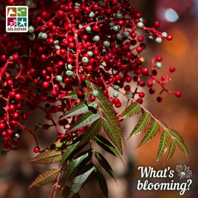 Blooming Chinese pistache A photo of clusters of red and light green berries on a female Chinese pistachio tree and the thin darker leaves at the ends of the branches. Beyond the berries, the scale-like peeling bark is blurred and wrapped with Christmas lights, and beyond that still is the golden foliage of other trees. The "What's blooming?" logo is in white in the bottom right corner, while the four-squared ABQ BioPark logo in color is in the top left.