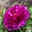 Blooming double flowered herbaceous peony