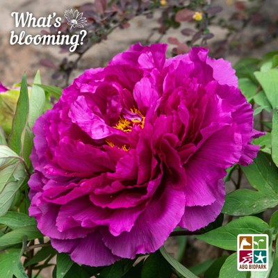 A photo of a large hot pink double-flowering herbaceous peony, framed by its light green foliage. The "What's blooming?" logo is in white in the top left corner, while the four-squared ABQ BioPark logo in color is in the bottom right