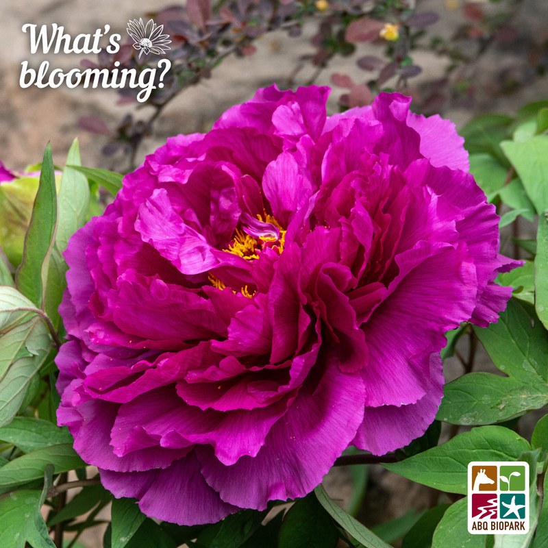 Blooming double flowered herbaceous peony