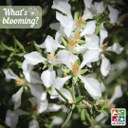 blooming-fenderbush3.jpg