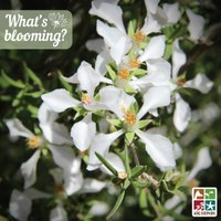 blooming-fenderbush3.jpg blooming-fenderbush3.jpg