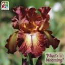 blooming-iris-.jpg