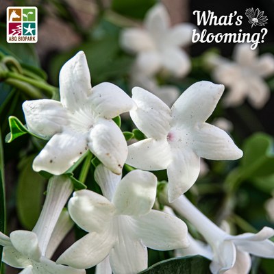 A closeup photo of a cluster of three white star-shaped Madagascar jasmine flowers. Blurred in the background, more white blooms and the bold green flag can be seen. The "What's blooming?" logo is in a complimentary white in the top right corner, while the four-squared ABQ BioPark logo in color is in the top left.