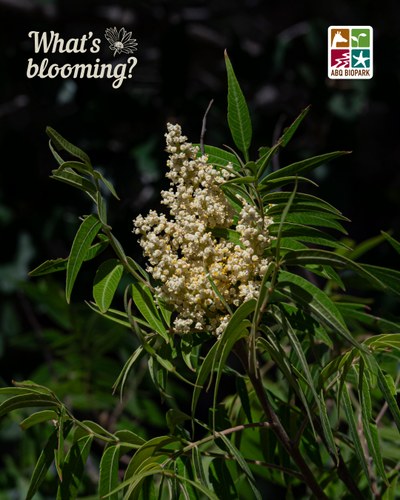 A photo of a pyramid-shaped cluster of tiny cream-colored flowers standing tall on the end of a branch of a lanceleaf sumac in its summer color palette of rich green foliage, showing off the namesake shape as they stand framing the flowers. The "What's blooming?" logo is in a complimentary cream color in the top left corner, while the four-squared ABQ BioPark logo in color is in the top right