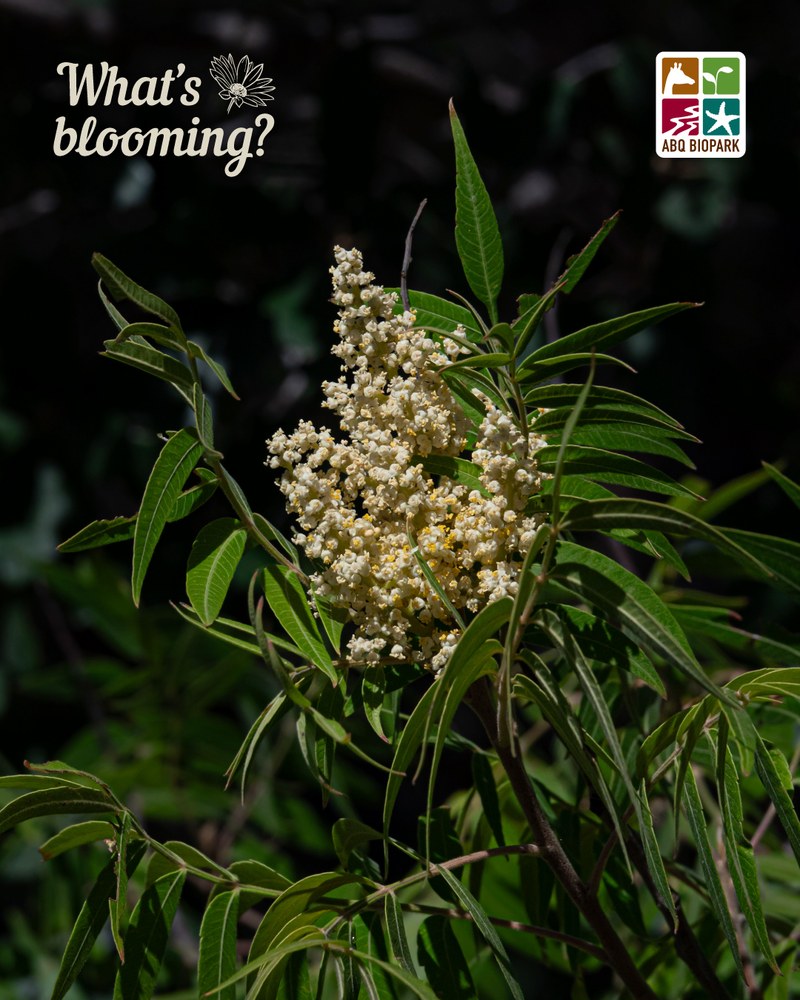 blooming lanceleaf sumac