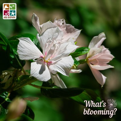 A photo of the white4 and soft pink double blooms of a vinca at the ABQ BioPark Botanic Garden