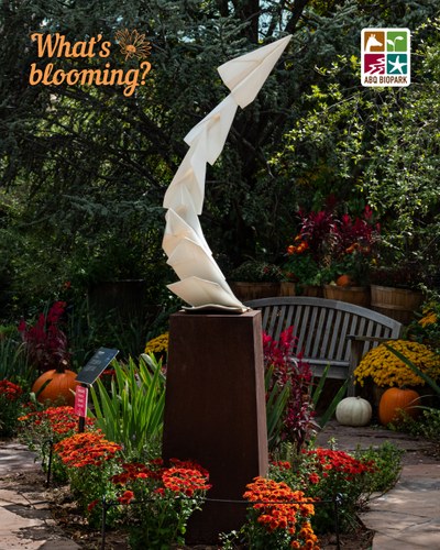 A photo of a sculpture designed to look like paper airplanes lifting off from a stack of paper and taking flight, each touching nose to tail to connect the piece. It's on a tall dark brown base surrounded by different types of plants and flowers in a fall color palette, including pumpkins bookending a bench in the background and green foliage beyond. The "What's blooming?" logo is in a complimentary light orange in the top left corner, while the four-squared ABQ BioPark logo in color is in the top right