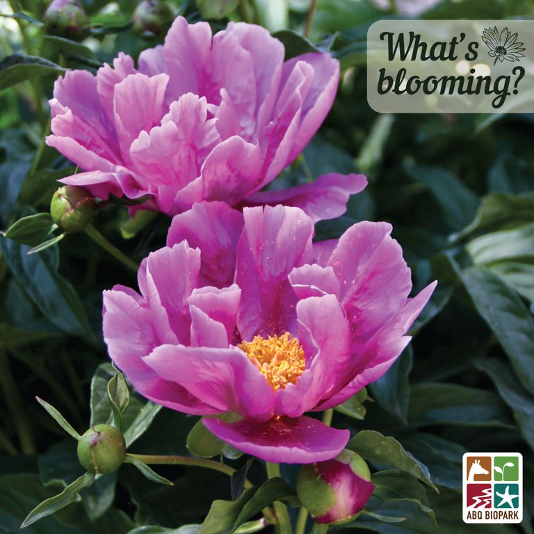 blooming-peony.jpg