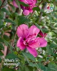 Blooming rose of Sharon