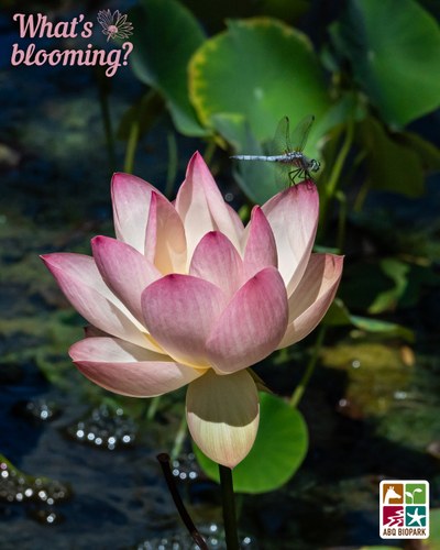 blooming Space Lotus 36 A photo of a pink and white Space Lotus 36 in bloom with a blue dragonfly perched on one of the tall outer petals. Water and lily pads in the pond are blurred gently beyond the large flower. The "What's blooming?" logo is in a complimentary pink in the top left corner, while the four-squared ABQ BioPark logo in color is in the bottom right