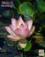 blooming Space Lotus 36