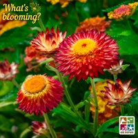 blooming strawflower blooming strawflower