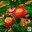 blooming strawflower