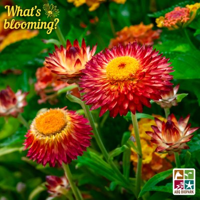 A closeup photo of red-toned blooms of strawflowers in various stages of budding, against a blanket of rich green foliage and yellow and orange lantana clusters intermixed in the background. The "What's blooming?" logo is in a bold complimentary yellow in the top left corner, while the four-squared ABQ BioPark logo in color is in the bottom right.