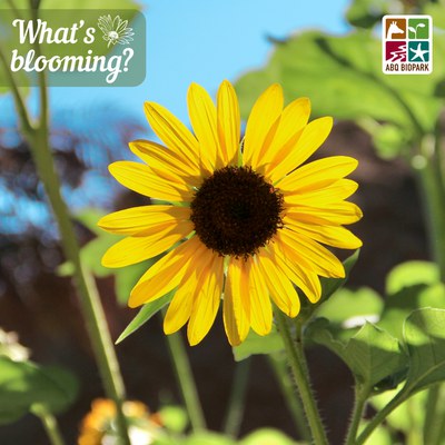 blooming-sunflower-.jpg