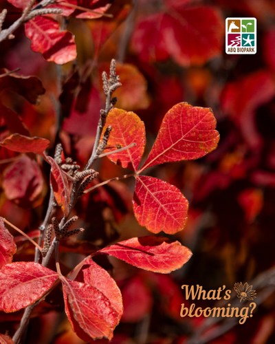 A photo showing of the triple leaf cluster of the three-leaf sumac in bold fall red, contrasted against a blurred in the background of the same foliage. The "What's blooming?" logo is in a complimentary dark orange in the bottom right corner, while the four-squared ABQ BioPark logo in color is in the top right