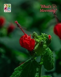 blooming wax mallow