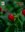 blooming wax mallow
